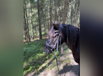 Weitere Ponys/Kleinpferde, Wallach, 11 Jahre, 117 cm, Rappe