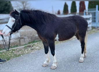 Weitere Ponys/Kleinpferde, Wallach, 11 Jahre, 138 cm, Dunkelbrauner