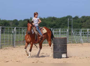 Weitere Ponys/Kleinpferde, Wallach, 11 Jahre, 140 cm, Rotbrauner