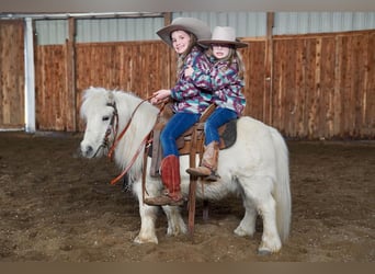 Weitere Ponys/Kleinpferde, Wallach, 11 Jahre, 89 cm, Schimmel