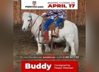 Weitere Ponys/Kleinpferde, Wallach, 11 Jahre, 89 cm, Schimmel