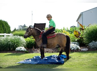 Weitere Ponys/Kleinpferde, Wallach, 11 Jahre, 91 cm, Buckskin