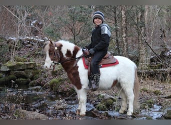 Weitere Ponys/Kleinpferde, Wallach, 11 Jahre, 91 cm, Schecke