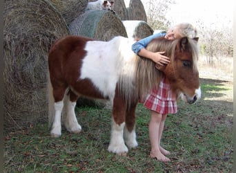 Weitere Ponys/Kleinpferde, Wallach, 11 Jahre, 97 cm, Dunkelfuchs