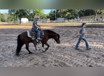 Weitere Ponys/Kleinpferde, Wallach, 11 Jahre, 98 cm, Rotbrauner