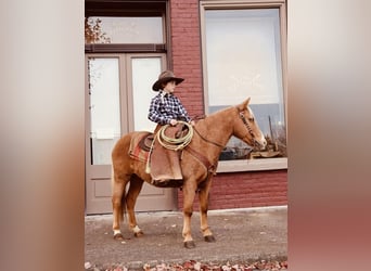 Weitere Ponys/Kleinpferde, Wallach, 12 Jahre, 124 cm, Palomino