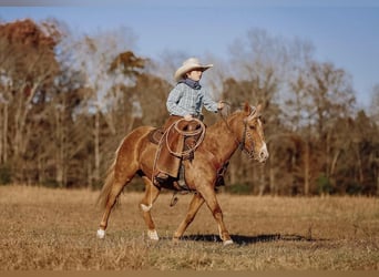 Weitere Ponys/Kleinpferde, Wallach, 12 Jahre, 124 cm, Palomino