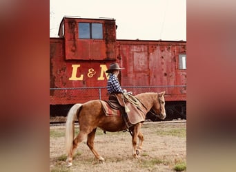 Weitere Ponys/Kleinpferde, Wallach, 12 Jahre, 124 cm, Palomino