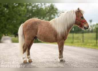 Weitere Ponys/Kleinpferde, Wallach, 12 Jahre, 81 cm, Palomino
