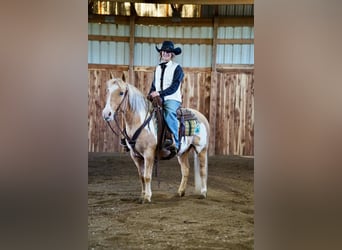 Weitere Ponys/Kleinpferde, Wallach, 12 Jahre, Palomino