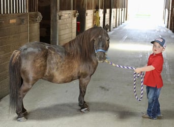 Weitere Ponys/Kleinpferde, Wallach, 13 Jahre, 102 cm, Brauner