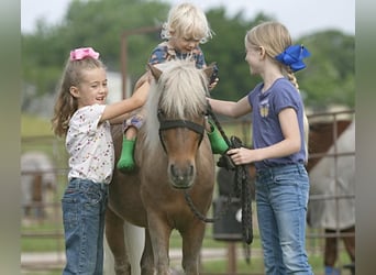 Weitere Ponys/Kleinpferde, Wallach, 13 Jahre, 102 cm, Palomino