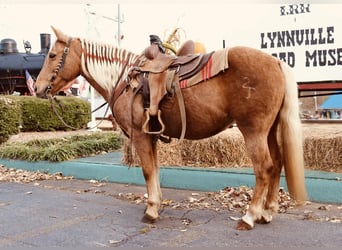 Weitere Ponys/Kleinpferde, Wallach, 13 Jahre, 124 cm, Palomino