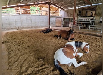 Weitere Ponys/Kleinpferde Mix, Wallach, 13 Jahre, 142 cm, Schecke