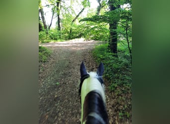 Weitere Ponys/Kleinpferde Mix, Wallach, 13 Jahre, 142 cm, Schecke