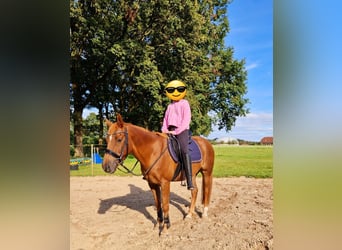 Weitere Ponys/Kleinpferde, Wallach, 13 Jahre, 148 cm, Fuchs