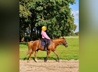Weitere Ponys/Kleinpferde, Wallach, 13 Jahre, 148 cm, Fuchs