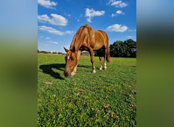 Weitere Ponys/Kleinpferde, Wallach, 13 Jahre, 148 cm, Fuchs
