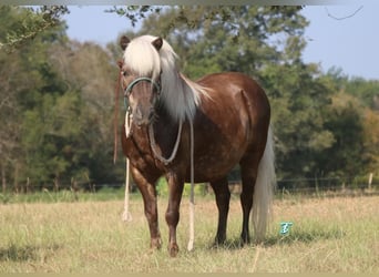 Weitere Ponys/Kleinpferde, Wallach, 13 Jahre, 99 cm, Palomino