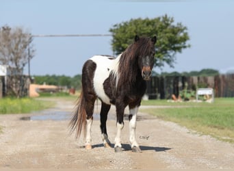 Weitere Ponys/Kleinpferde, Wallach, 14 Jahre, 112 cm, Brauner