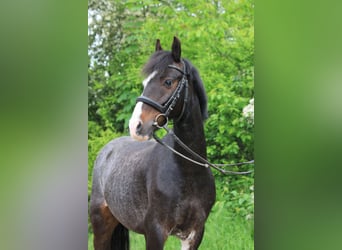Weitere Ponys/Kleinpferde, Wallach, 14 Jahre, 130 cm, Braunfalbschimmel