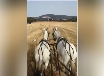 Weitere Ponys/Kleinpferde, Wallach, 15 Jahre, 150 cm, Schimmel