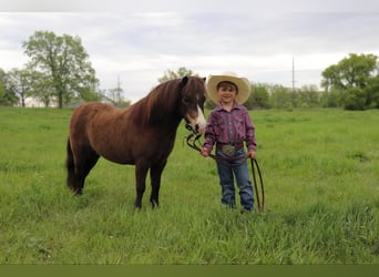 Weitere Ponys/Kleinpferde, Wallach, 15 Jahre, 94 cm, Buckskin