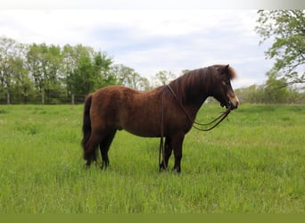Weitere Ponys/Kleinpferde, Wallach, 15 Jahre, 94 cm, Buckskin