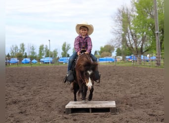 Weitere Ponys/Kleinpferde, Wallach, 15 Jahre, 94 cm, Buckskin