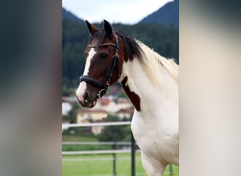 Weitere Ponys/Kleinpferde, Wallach, 16 Jahre, 147 cm, Schecke