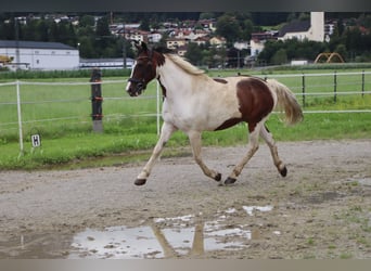 Weitere Ponys/Kleinpferde, Wallach, 16 Jahre, 147 cm, Schecke