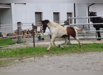 Weitere Ponys/Kleinpferde, Wallach, 16 Jahre, 147 cm, Schecke