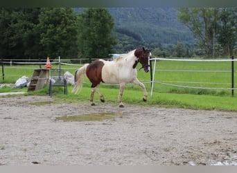 Weitere Ponys/Kleinpferde, Wallach, 16 Jahre, 147 cm, Schecke