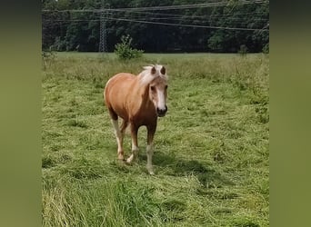 Weitere Ponys/Kleinpferde Mix, Wallach, 17 Jahre, 147 cm, Schecke