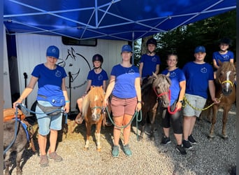 Weitere Ponys/Kleinpferde, Wallach, 17 Jahre, 97 cm, Schecke