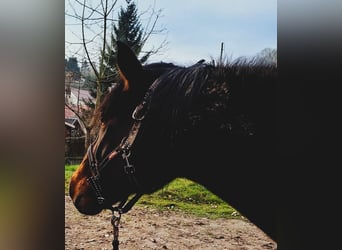 Weitere Ponys/Kleinpferde Mix, Wallach, 17 Jahre