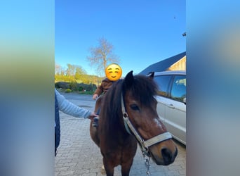 Weitere Ponys/Kleinpferde Mix, Wallach, 19 Jahre, 110 cm, Brauner