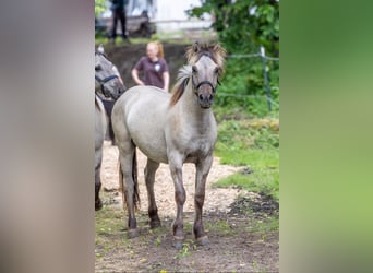 Weitere Ponys/Kleinpferde, Wallach, 1 Jahr, 140 cm, Falbe