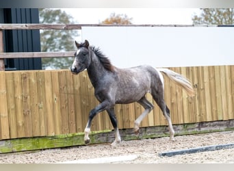 Weitere Ponys/Kleinpferde, Wallach, 1 Jahr, 147 cm, Schimmel