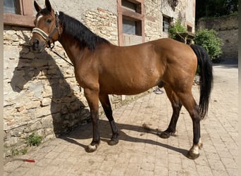 Weitere Ponys/Kleinpferde, Wallach, 22 Jahre, 154 cm, Brauner