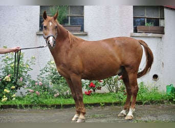 Weitere Ponys/Kleinpferde, Wallach, 24 Jahre, 146 cm, Fuchs