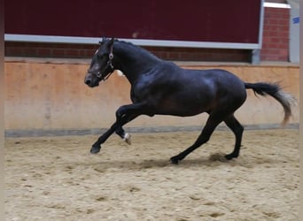 Weitere Ponys/Kleinpferde, Wallach, 2 Jahre, 154 cm