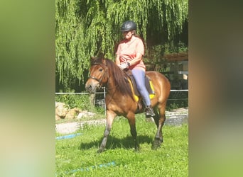 Weitere Ponys/Kleinpferde, Wallach, 3 Jahre, 130 cm, Brauner