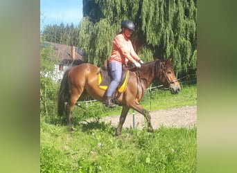 Weitere Ponys/Kleinpferde, Wallach, 3 Jahre, 130 cm, Brauner