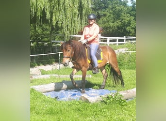 Weitere Ponys/Kleinpferde, Wallach, 3 Jahre, 130 cm, Brauner