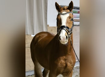 Weitere Ponys/Kleinpferde, Wallach, 3 Jahre, 148 cm, Fuchs