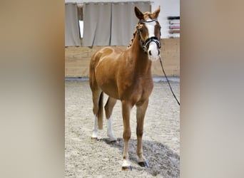 Weitere Ponys/Kleinpferde, Wallach, 3 Jahre, 148 cm, Fuchs
