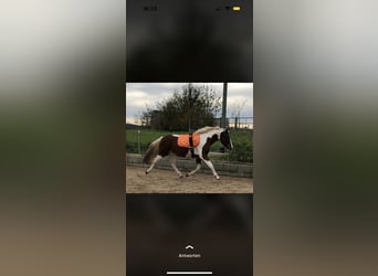 Weitere Ponys/Kleinpferde, Wallach, 3 Jahre, 150 cm, Schecke