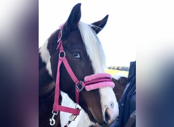 Weitere Ponys/Kleinpferde, Wallach, 3 Jahre, 150 cm, Schecke