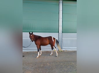 Weitere Ponys/Kleinpferde Mix, Wallach, 3 Jahre, 150 cm, Schecke